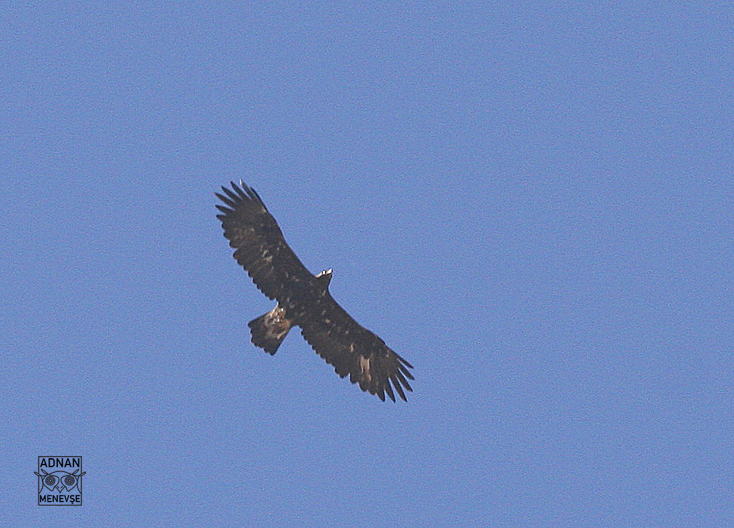 Golden Eagle